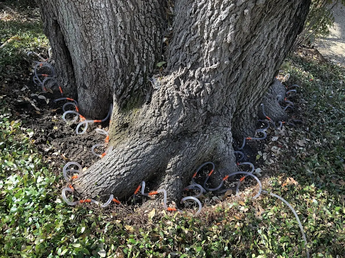 Detailed Tree Cabling and Bracing job site in Ruth