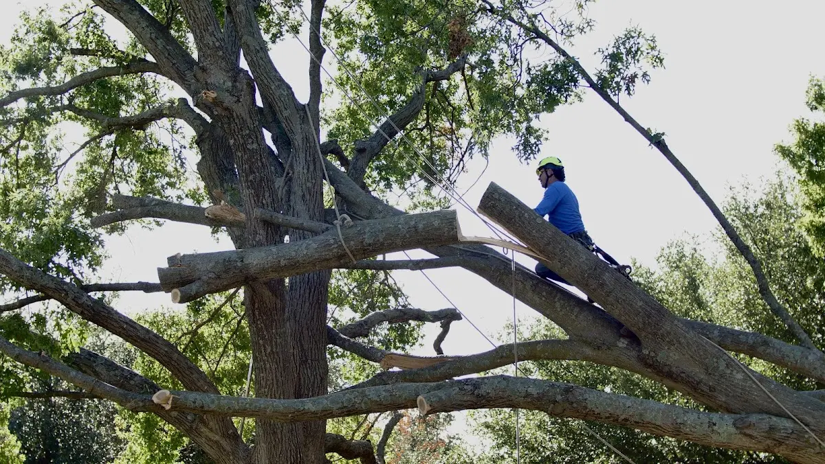 Professional Hazardous Tree Removal performed by certified arborists in Ruth